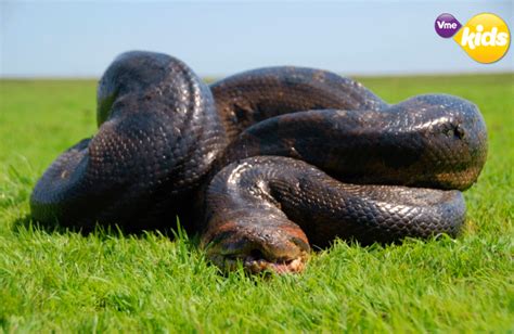 La Anaconda Es La Serpiente Más Grande Del Mundo Llega A Medir Hasta 9