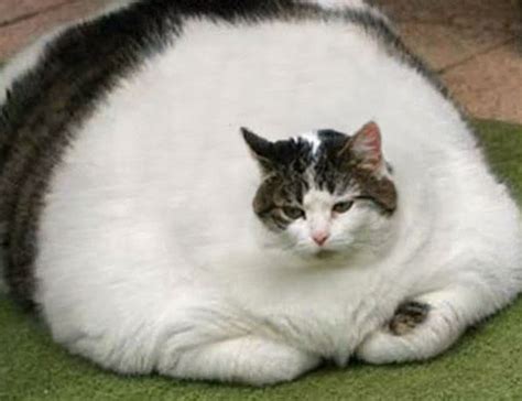 Obesidad En Gatos Todo Lo Que Debes Saber Pet Central