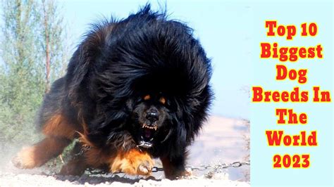 Biggest Dog Breed In The World