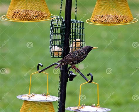 Feeding Backyard Birds Stock Photo Image Of Feeders 14452740
