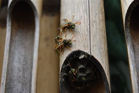 How To Repel Wasps From Wood Hunker