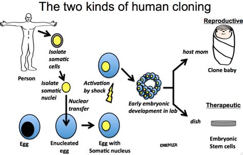 Human Cloning Successfully Makes Embryonic Stem Cells The Niche