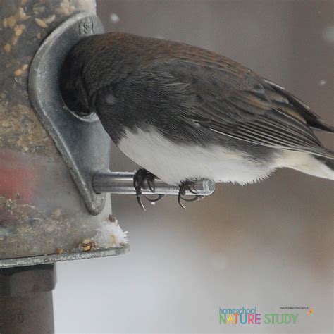 Birdwatching 101 Attracting Birds To Your Yard Laptrinhx News