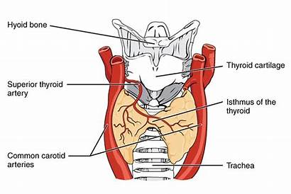Thyroid Gland Exocrine Endocrine Function Functions Hyper