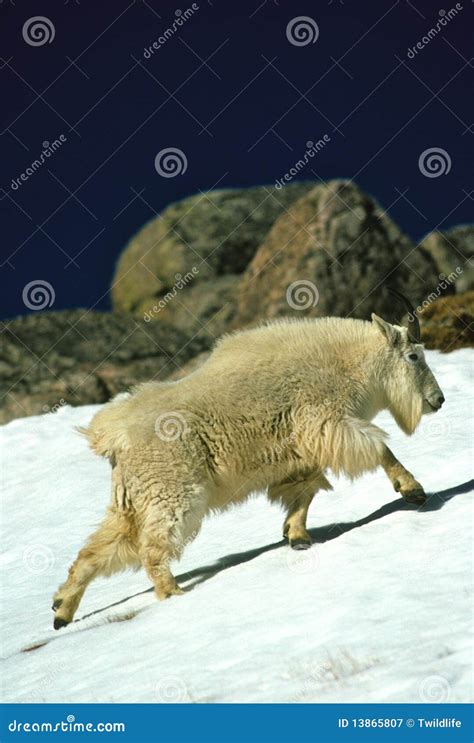 Male Mountain Goat Stock Image Image Of Wild Rocks 13865807