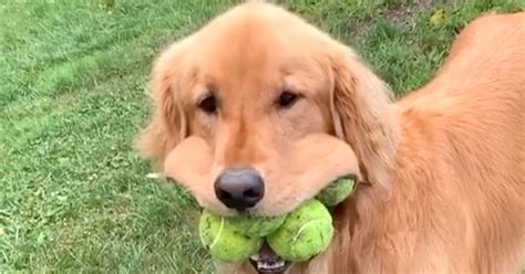 Finley The Dog Can Cram 6 Tennis Balls In His Mouth Respect