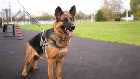 German Shepherd Police Dog Petsidi
