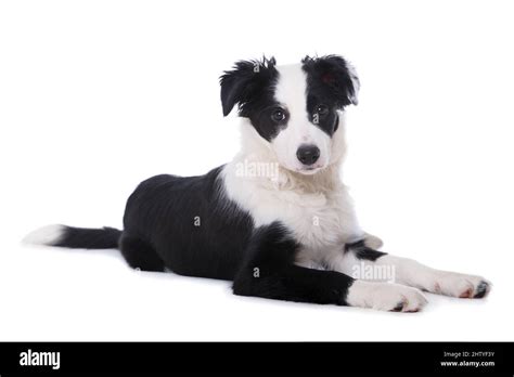 Border Collie Puppy Lying Isolated On White Stock Photo Alamy
