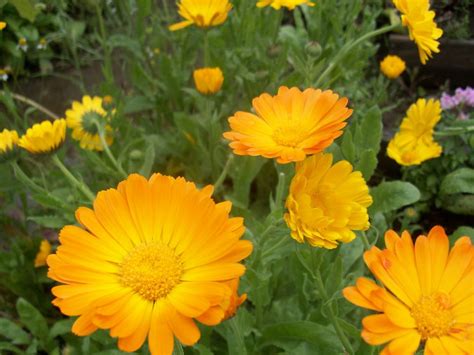 Maybe you would like to learn more about one of these? 13 Plants With Daisy-Like Flowers