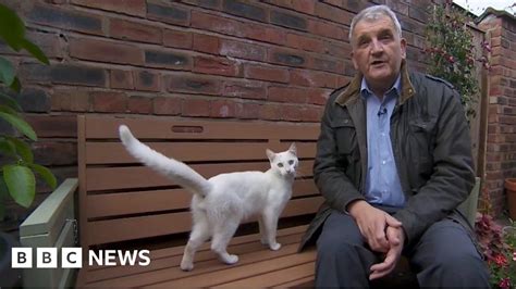 Friendly Cat Interrupts BBC Reporter During Live Broadcast BBC News