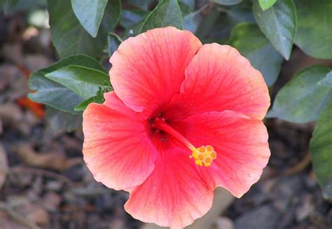 World Amazing Wallpapers: Flowers Wallpapers