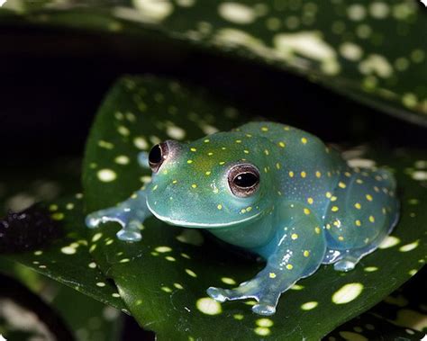 Glass Frog Looks Like a Glowing Constellation in the Rainforest