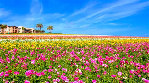 The Flower Fields At Carlsbad Ranch San Diego Travel Blog