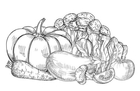 Sketch Of Fresh Farm Vegetables Vector Illustration Stock Vector
