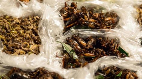 14 Insectos Comestibles Que Se Disfrutan En El Mundo ¿te Animarías A