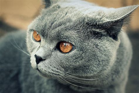 5 Things You Didnt Know About The British Shorthair
