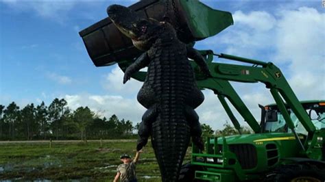 11 foot gator gives man 80 stitches cnn video