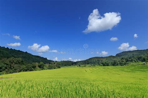 Green Rice Field On Top Of Mountain Stock Image Image Of Sunset