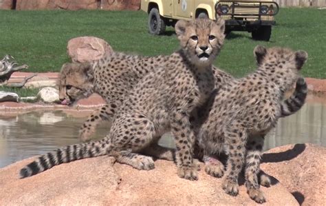Cheetah cubs prepare for Columbus Zoo debut (with pictures!) - 614NOW