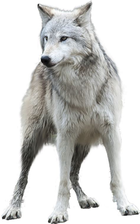 Arctic Wolf Desktop Wallpaper Clip Art Wolf Png Download 7081127