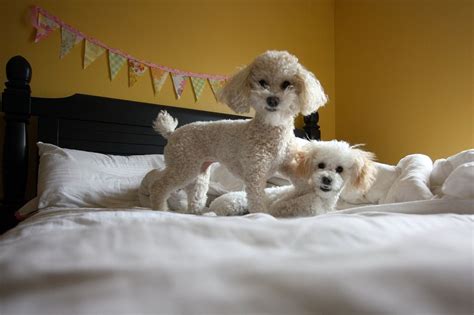 Yellow Bedroom Poodle Puppy Poodle Miniature Poodle