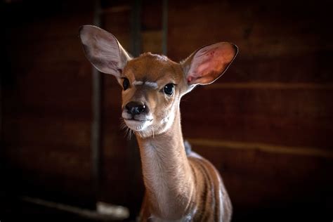 Let This Adorable Baby Antelope Stumble Into Your Heart And Make Your