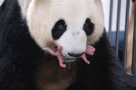 Giant Panda Gives Birth To Twins At South Korea Theme Park
