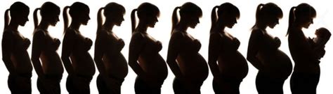 Primer trimestre del embarazo GineMed Guadalajara Clínica de la