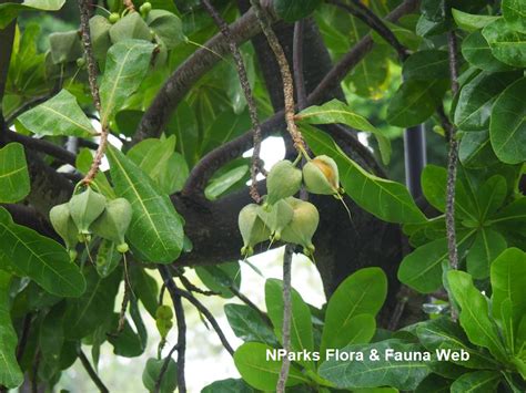 Nparks Barringtonia Asiatica