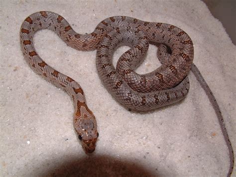 Pictures Of Rat Snakes