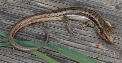 Western Skink Reptiles Amphibians And Fish Of The Kaibab National