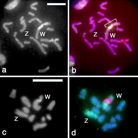 Figure 2 From Title Evolution Of Sex Chromosomes Zw Of Schistosoma Mansoni Semantic Scholar
