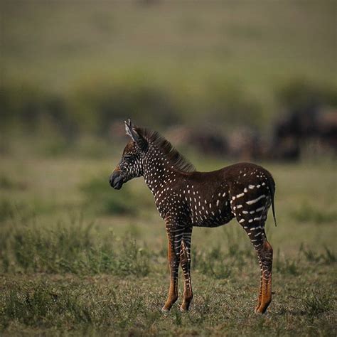 Rare Spotted Zebra Foal Maasai Mara Kenya Pics