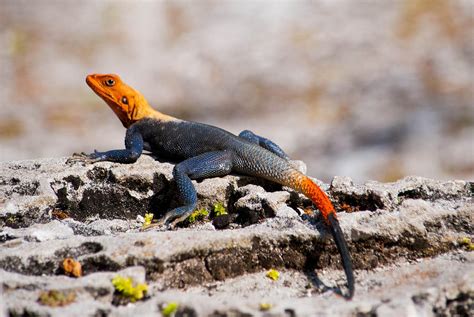 African Red Headed Agama Photograph By Brittany Mason Fine Art America