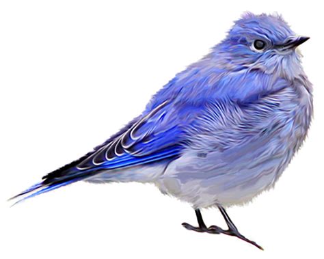 Mountain Bluebird Png Images Free Png Library