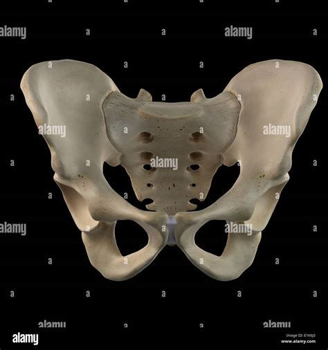 Human Hip Bone Computer Artwork Stock Photo Alamy