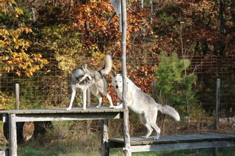 Meet Wolf Hybrids At This Rescue Farm In New Jersey