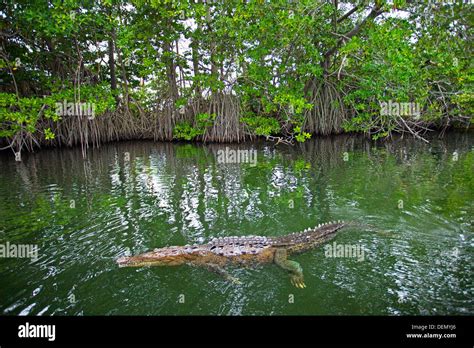 Crocodile Black River St Elizabeth Jamaica West Indies Stock Photo