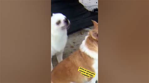 Los Chihuahuas Son Los Perros Más Agresivos Del Mundo Youtube