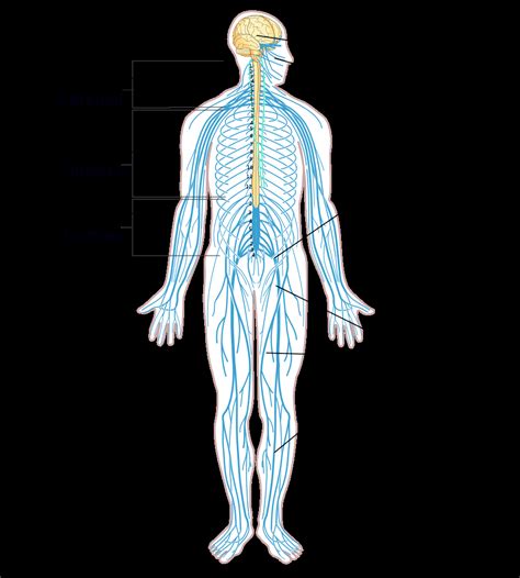 Nervous system diagrams diagrams allow students to easily visualize the anatomy of human body structures. Nervous System Diagram - exatin.info
