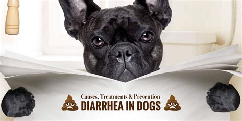 Diarrhea In Dogs — Causes Treatments And Prevention