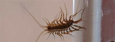 House centipedes: What you need to know | Western Exterminator