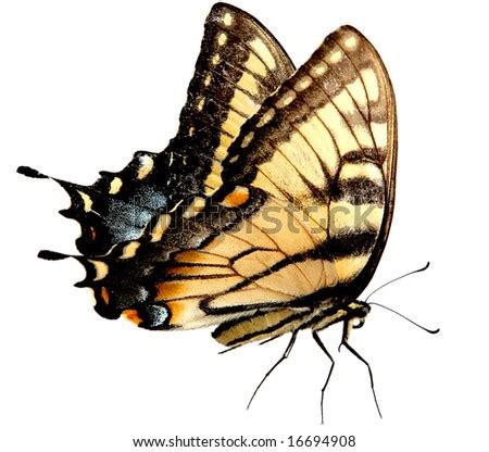 Swallowtail Butterfly Isolated Stock Photos Images Pictures
