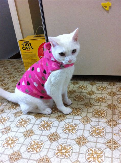 Everyone Loves A Dressed Up Kitty Kitty Animals Cats