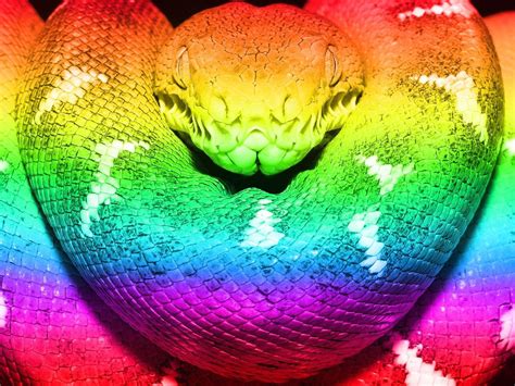 Rainbow Snake Wallpapers Top Free Rainbow Snake Backgrounds