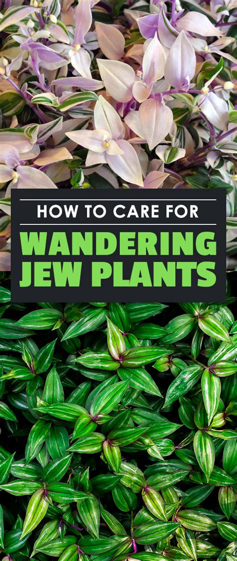 Check out our wandering jew plant selection for the very best in unique or custom, handmade pieces from our товары для рукоделия shops. Wandering Jew Plant: Care, Types, and Growing Tips | Epic ...