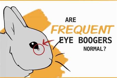 Is It Normal For Rabbits To Have Eye Boogers Or Discharge