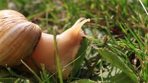 Giant African Land Snails Prompt Quarantine In Florida Videos From