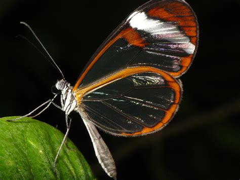 Glasswinged Butterfly Glasswing Butterfly Butterfly