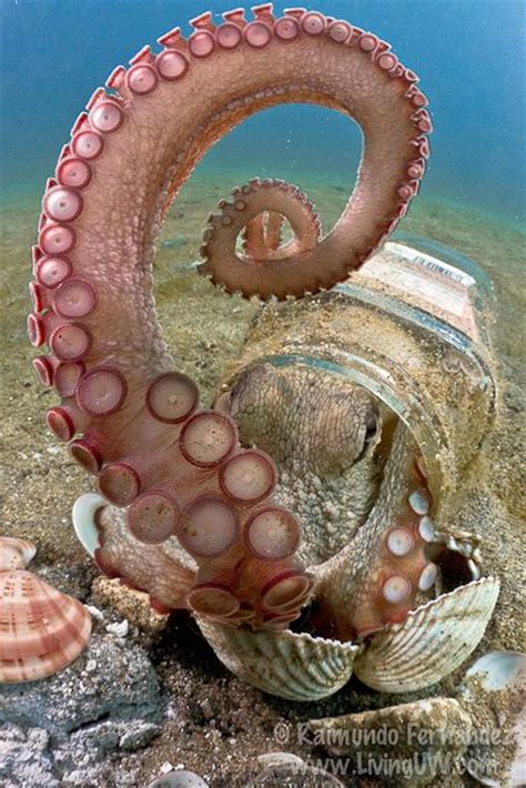 17 Best Images About Cephalopod Love On Pinterest Leather Top Hat
